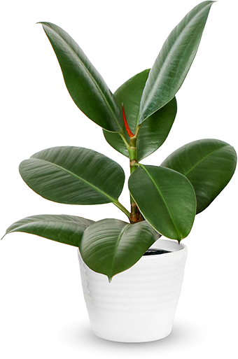 florista, barista, Belle fleur, bloemen, koffie, planten, bloemenwinkel, koffiebar, high tea, lekkernijen