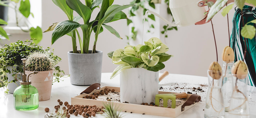 florista, barista, Belle fleur, bloemen, koffie, planten, bloemenwinkel, koffiebar, high tea, lekkernijen